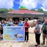 Pemerintah Serahkan Hewan Kurban Kepada Umat Muslim di Talaud