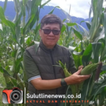 Panen Perdana Jagung 75 Hektar, PT HATI Buktikan Keberhasilan Teknologi Pertanian Modern
