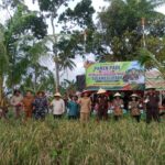 Kejati Sulut Jacob Pattipeilohy Bersama Bupati Talaud Lakukan Panen dan Penanaman Bibit Padi Kejati Sulut Jacob Pattipeilohy Bersama Bupati Talaud Lakukan Panen dan Penanaman Bibit Padi